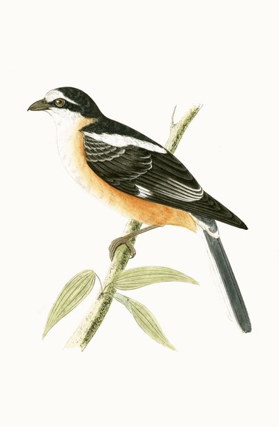 Maskierter Würger, Illustration aus 