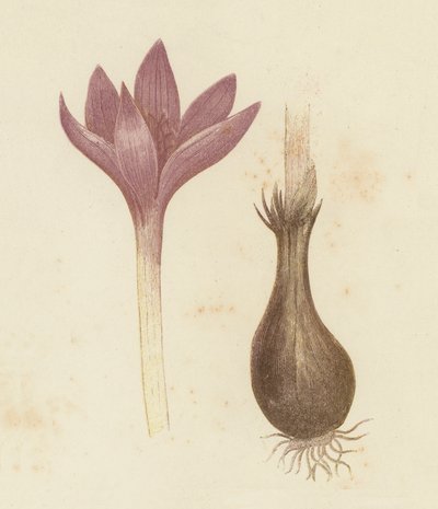 Herbstzeitlose, Colchicum Autumnale von English School