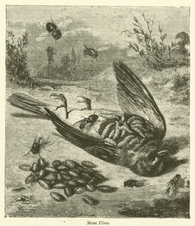 Fleischfliegen von English School