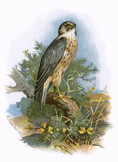 Merlin von English School