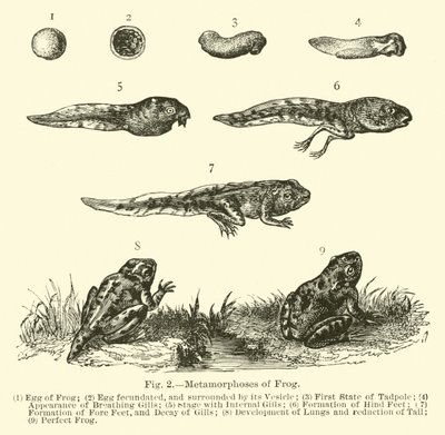 Metamorphosen des Frosches von English School