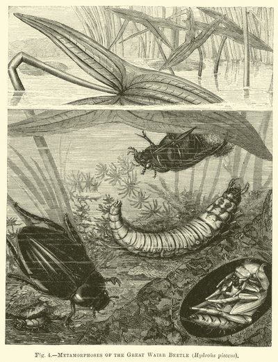 Metamorphosen des Großen Wasserkäfers, Hydrous pisceus von English School