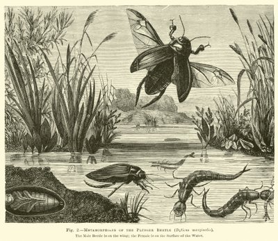 Metamorphosen des Tauchkäfers, Dyticus marginalis von English School