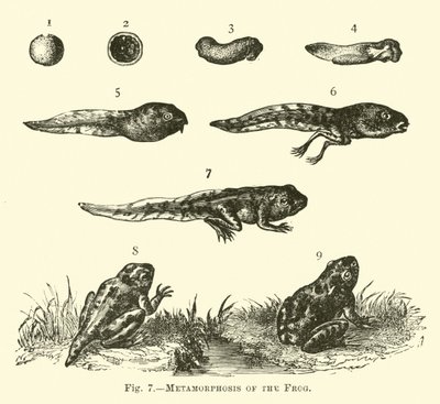 Metamorphose des Frosches von English School