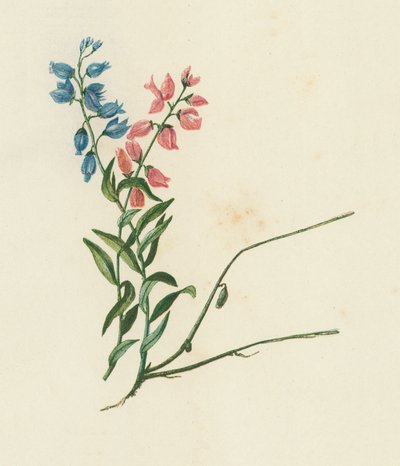 Kreuzblume, Polygala Vulgaris von English School