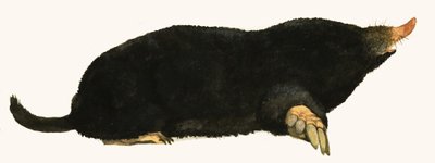 Maulwurf von English School