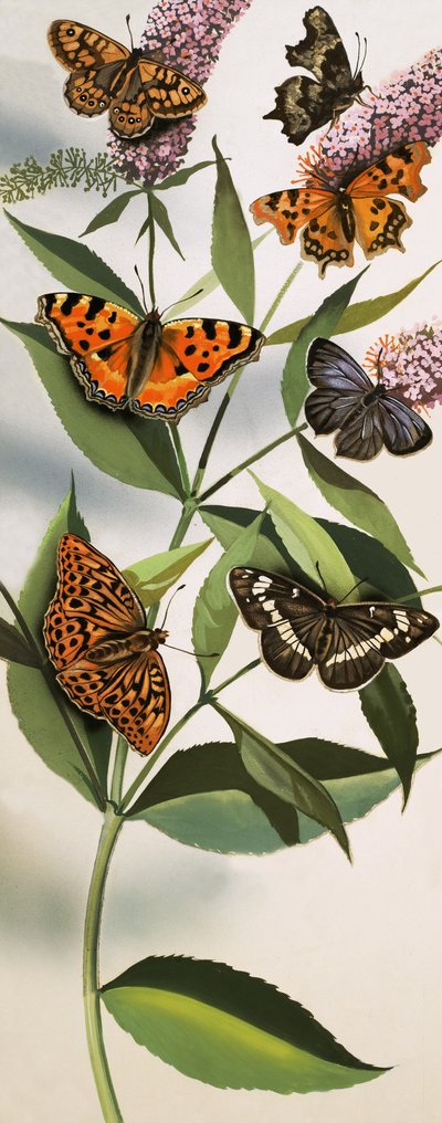 Montage von Schmetterlingen von English School