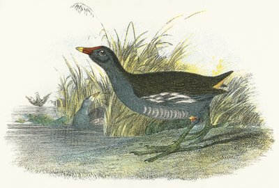 Teichhuhn von English School