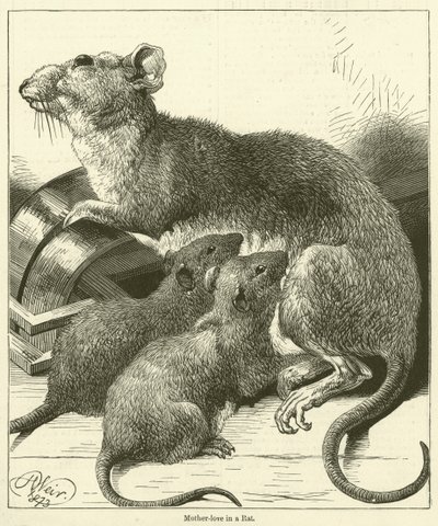 Mutterliebe in einer Ratte (Gravur) von English School