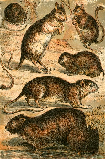 Maus, Springmaus, Ratte, Moschusratte, Schlafmaus und Feldmaus von English School