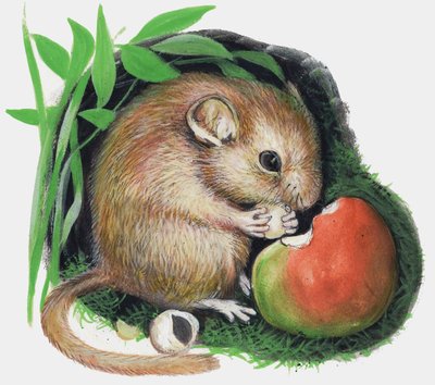 Maus, die einen Apfel kaut von English School