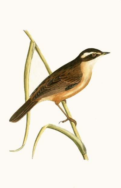 Bartrohrsänger, Illustration aus 