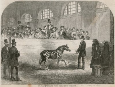 Mr. Rarey mit dem gezähmten Zebra vor der Königin von English School