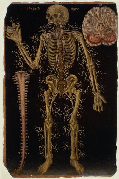 Ms Hunter 364 Tafel VI Dissektion, aus Anatomische Tafeln, von John Banister (1540-1610) von English School