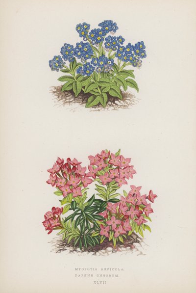 Myosotis Rupicola; Daphne Cneorum (Farblithografie) von English School