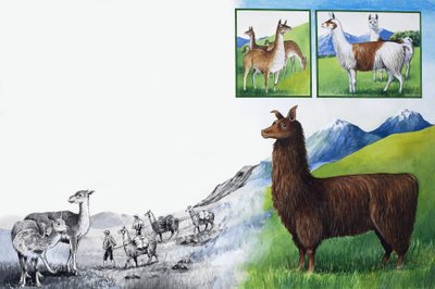 Das Königreich der Natur: Schau -- Keine Höcker! von English School