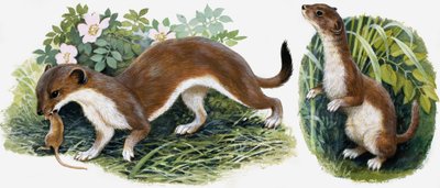 Das Königreich der Natur: Die Jäger unserer Insel von English School