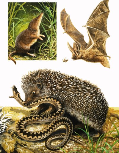 Das Königreich der Natur: Unter dem Schutz der Dunkelheit von English School