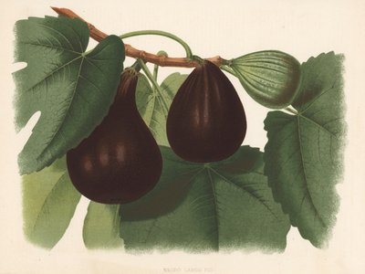 Negro große Feige von English School