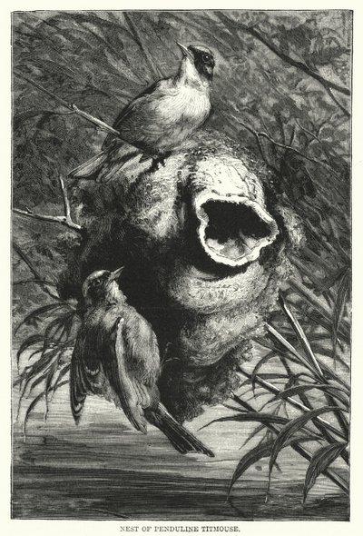 Nest der Beutelmeise (Gravur) von English School