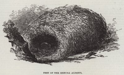 Nest des Menura Alberti (Stich) von English School