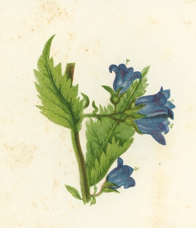 Nesselblättrige Glockenblume, Campanula Trachelium von English School