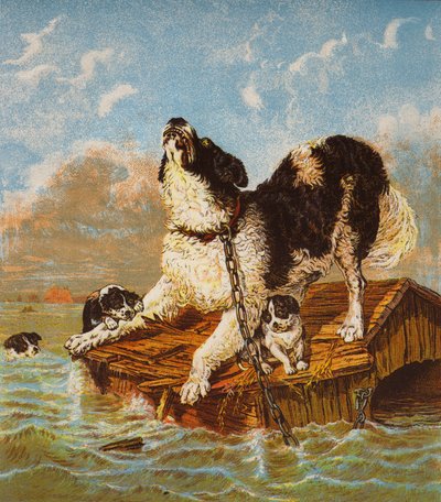 Neufundländer Hund und Welpen in Gefahr von English School