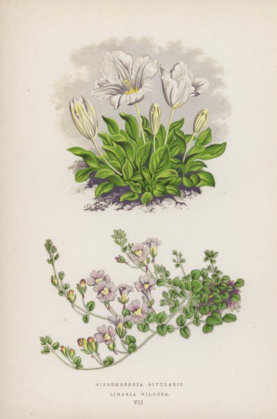 Nierembergia Rivularis; Linaria Villosa von English School
