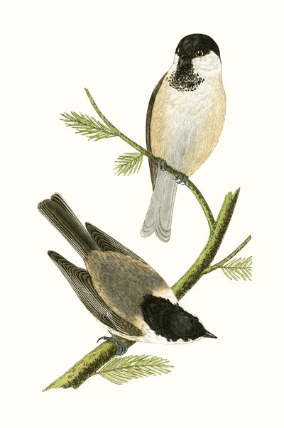 Nördliche Meise, Illustration aus 