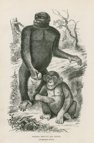 Nshiego Mbouve und Jungtiere, Troglodytes Calvu von English School