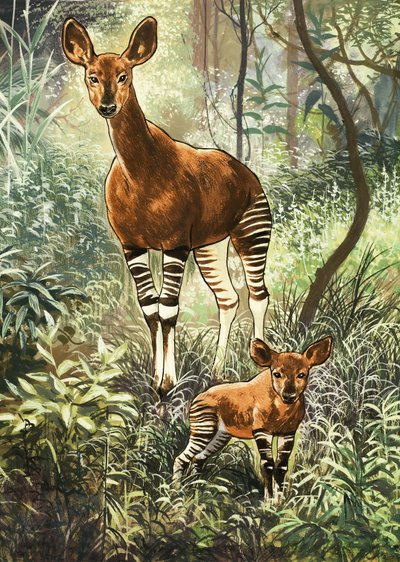 Okapis des Kongo von English School