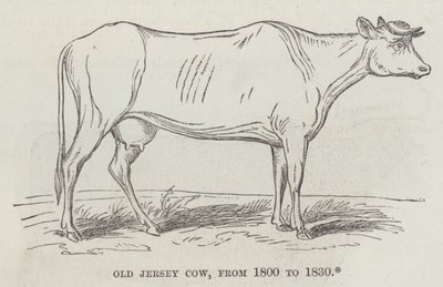Alte Jersey-Kuh, von 1800 bis 1830 von English School