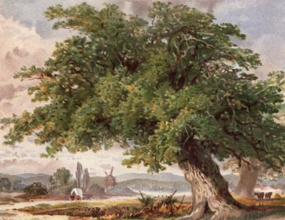 Alte Eiche am Wegesrand, Surrey von English School