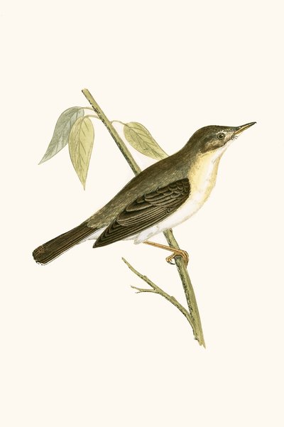 Olivfarbener Grasmücke, Illustration aus 