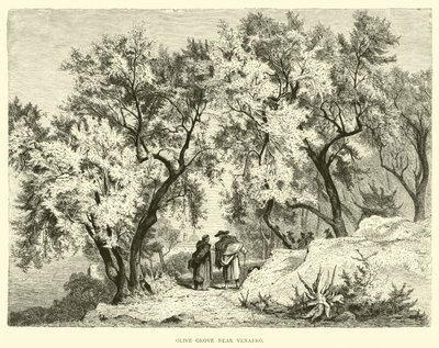 Olivenhain bei Venafro von English School