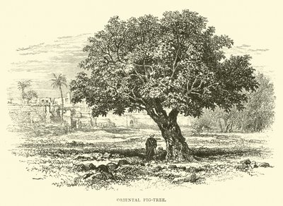 Orientalischer Feigenbaum von English School