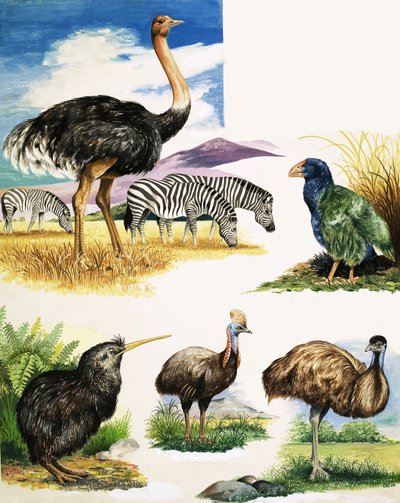 Strauß, Kiwi, Kasuar, Emu und Takahe von English School