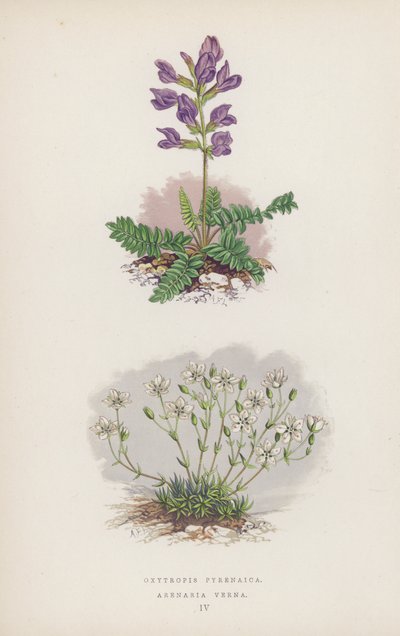 Oxytropis Pyrenaica; Arenaria Verna von English School