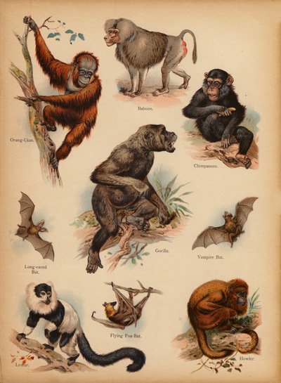 Seite aus Die kleine Volksbilder Naturgeschichte, ca. 1900 von English School