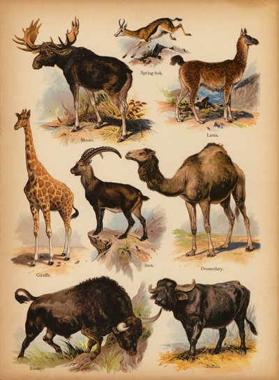 Seite aus Die kleine Volksbilder Naturgeschichte, ca. 1900 von English School