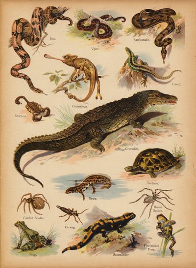 Seite aus Die kleine Volksbilder Naturgeschichte, ca. 1900 von English School