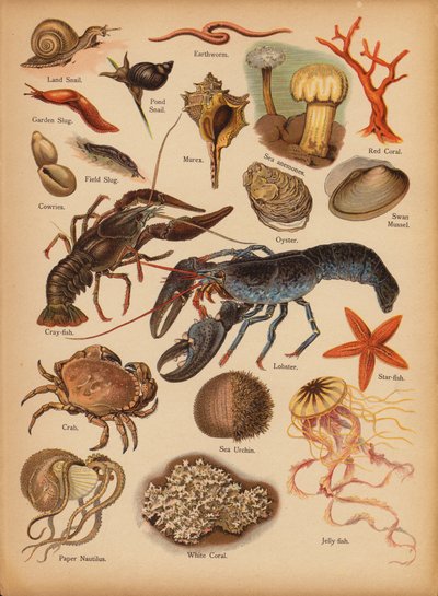 Seite aus Die kleine Volksbilder Naturgeschichte, ca. 1900 von English School
