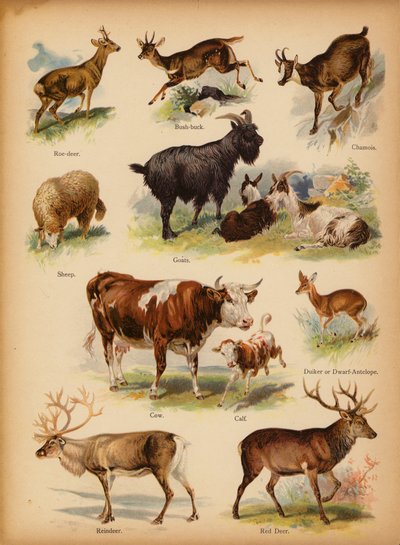 Seite aus Die kleine Volks-Bilder-Naturgeschichte, ca. 1900 von English School