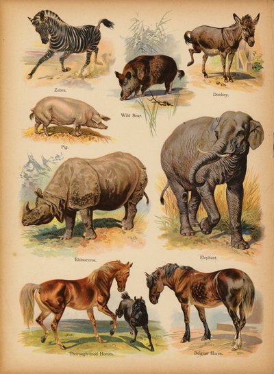 Seite aus Die kleine Naturgeschichte der Kinder, ca. 1900 von English School