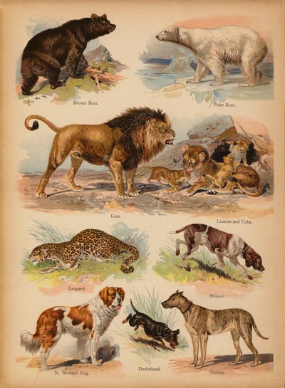 Seite aus The Little Folks’ Picture Natural History, ca. 1900 von English School