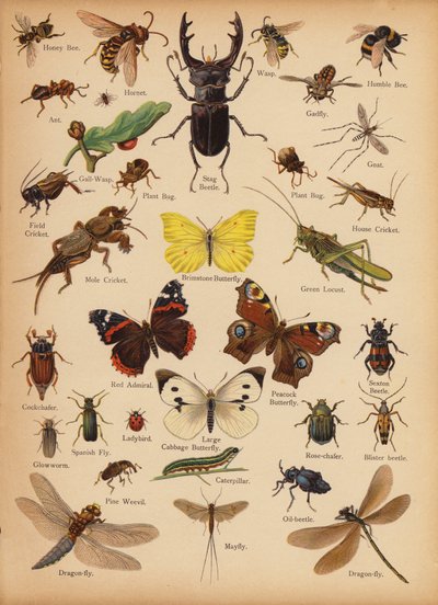 Seite aus The Little Folks’ Picture Natural History, ca. 1900 von English School