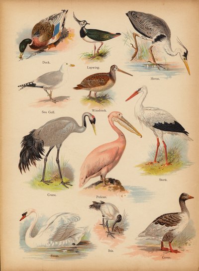Seite aus The Little Folks’ Picture Natural History, ca. 1900 von English School
