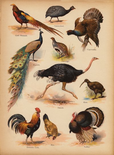 Seite aus The Little Folks’ Picture Natural History, ca. 1900 von English School