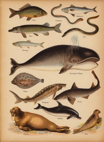 Seite aus The Little Folks’ Picture Natural History, ca. 1900 von English School