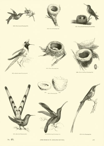 Seite aus dem Pictorial Museum of Animated Nature von English School